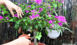 三角梅怎么修剪视频,视频教程精华概述