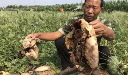 吃瓜爆料缅北事件真相,吃瓜群众眼中的真相披露